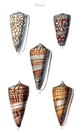 From The conchological illustrations, by George Brettingham Sowerby, London, 1832.