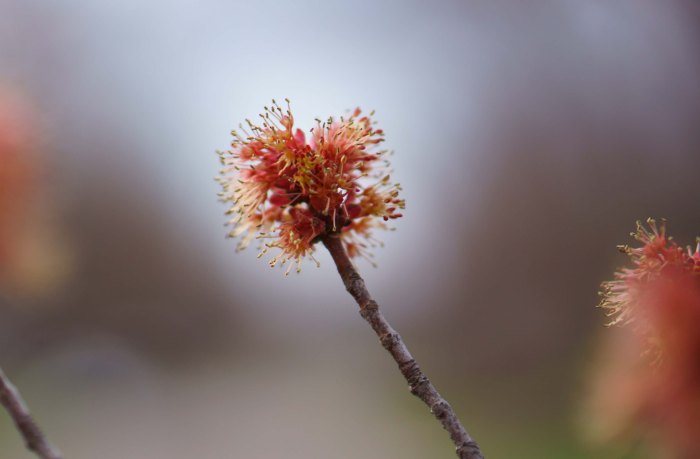 MapleBeginning-2-05032014