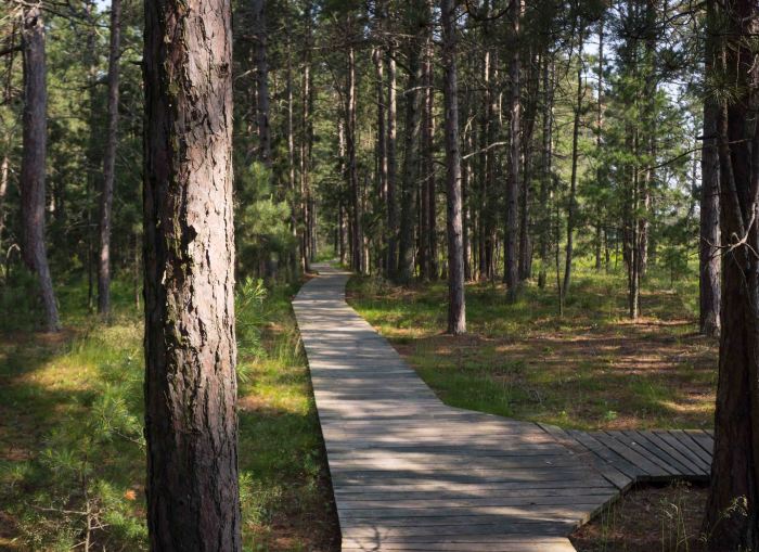 The boardwalk protects fragile land while providing access. 