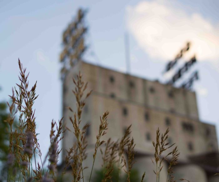 GrassBlurryText-07142014