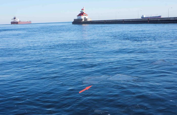 Ice sheet, not iceberg. Don't step on it.