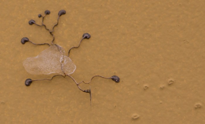 WintersVine-3-12272014