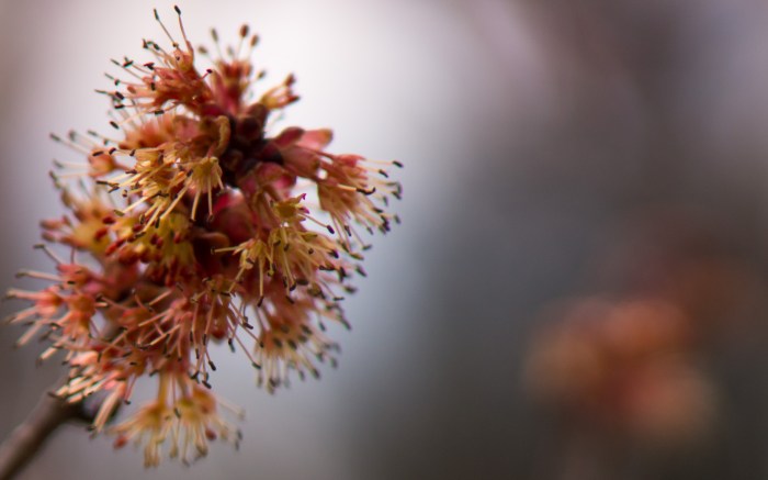 Flowering-4-02182015