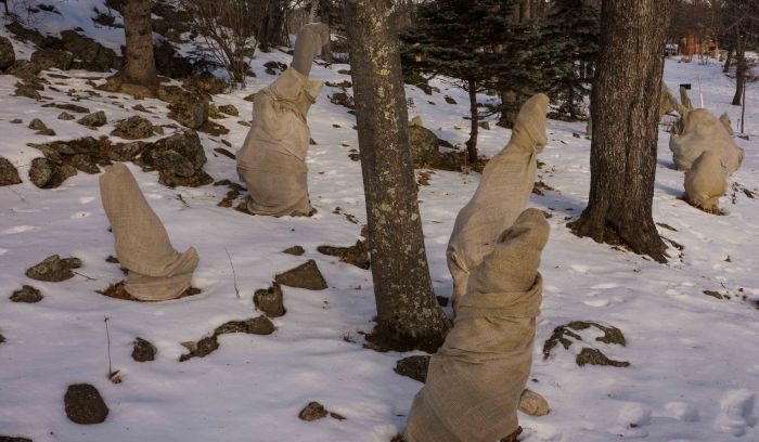 ShroudedTrees-3-04032015