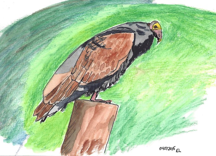 TurkeyVulture--04072015