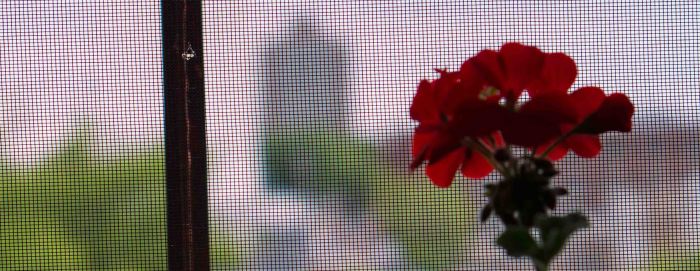 FlowerScreen-2-05182015