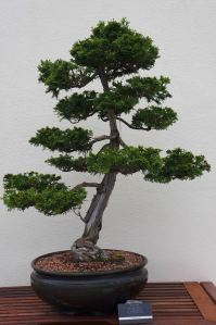 Beautiful things can grow from years of tending