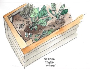 BrusselsSprouts-05302015