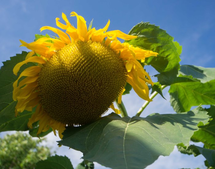 Sunflower-2-09052015