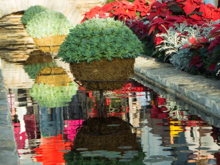 FlowerOverWater-2-20160129